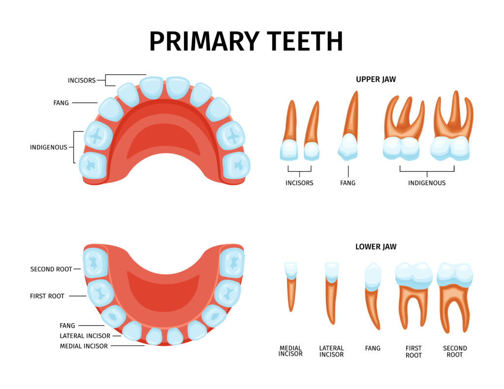 2212.i504.006.S.m005.c13.baby teeth anatomy set