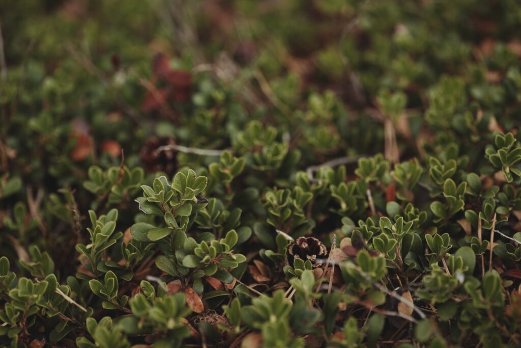 Lingonberry leaves