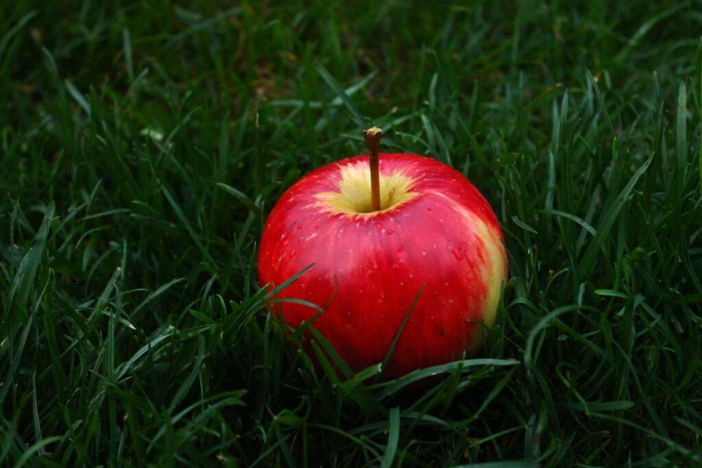 Red Apple Fruit on Grass