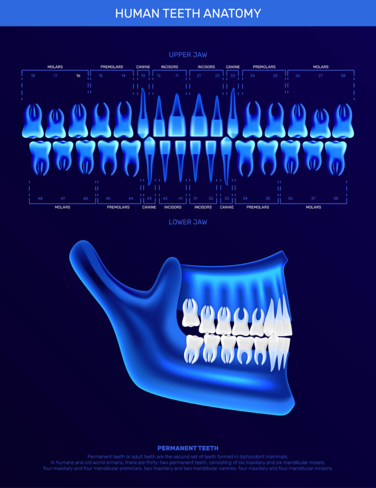 Орчин үеийн шүдний рентген зурагны ач холбогдол